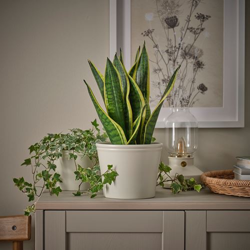 IKEA - KÖRSBARSBJÖRK, toprak saksı, açık gri-bej, 15 cm