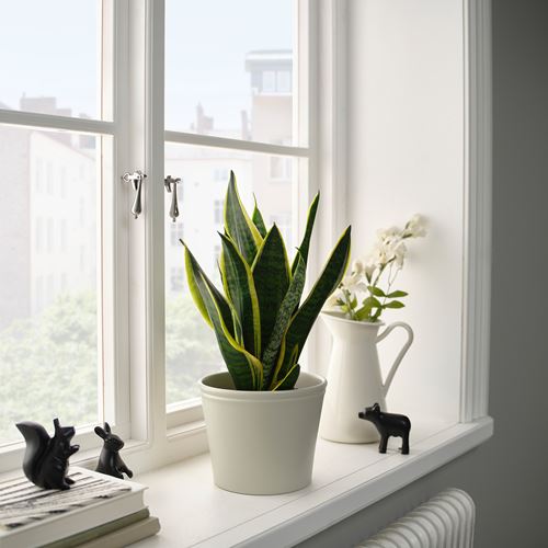 IKEA - KÖRSBARSBJÖRK, toprak saksı, açık gri-bej, 15 cm