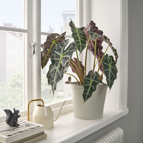 IKEA - KÖRSBARSBJÖRK, toprak saksı, açık gri-bej, 19 cm