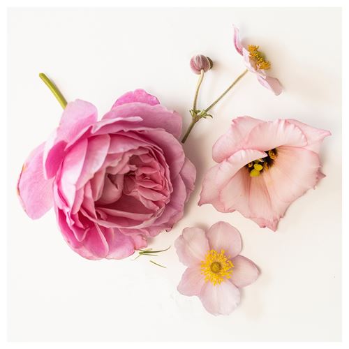 IKEA - FRÖFINK, kurutulmuş çiçek, pembe, 60 g