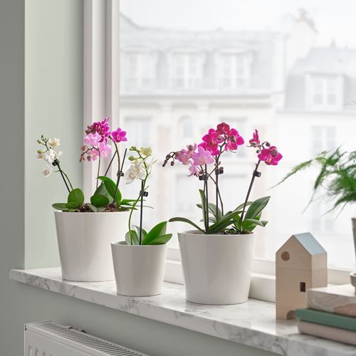 IKEA - PHALAENOPSIS, canlı bitki, yeşil, 6 cm