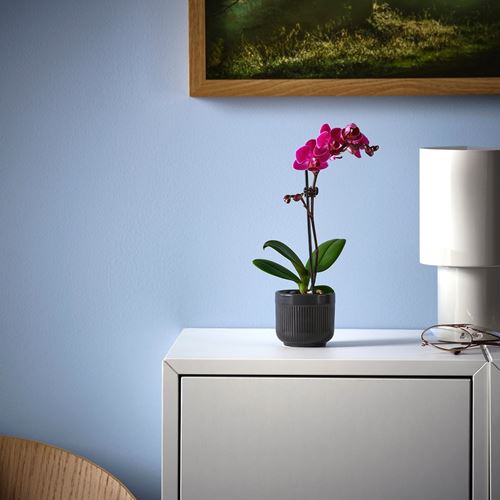IKEA - PHALAENOPSIS, canlı bitki, yeşil, 6 cm