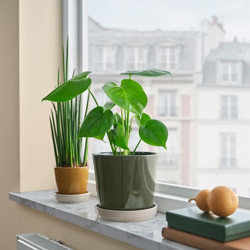 IKEA - KLOTLÖNN, toprak saksı, yeşil-bej, 15 cm