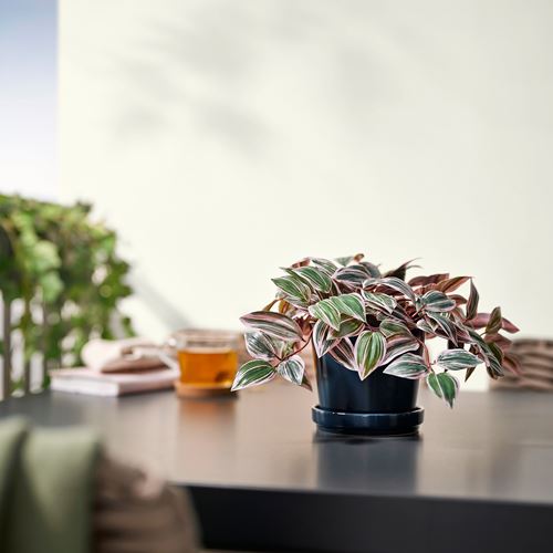 IKEA - FEJKA, yapay bitki, yeşil, 12 cm
