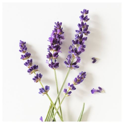 IKEA - HARMHOK, potpourri in a bag, white-lilac, 7 g