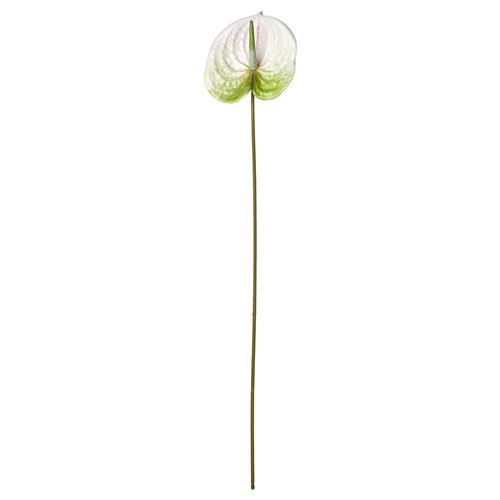 anthurium