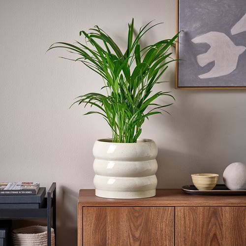 IKEA - HASSELBUKETT, seramik saksı, bej, 19 cm