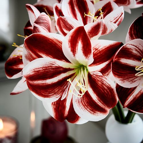 IKEA - VINTERFINT, yapay çiçek, kırmızı-beyaz, 60 cm