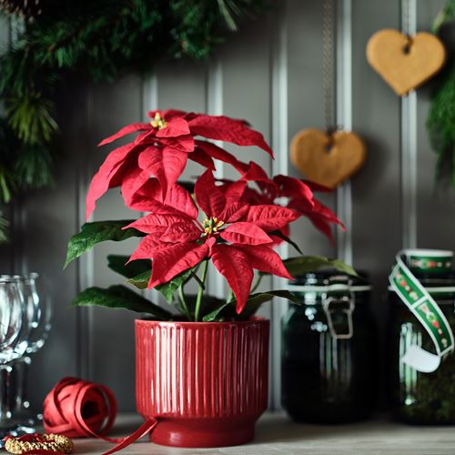 IKEA - VINTERFINT, artificial plant, red, 12 cm