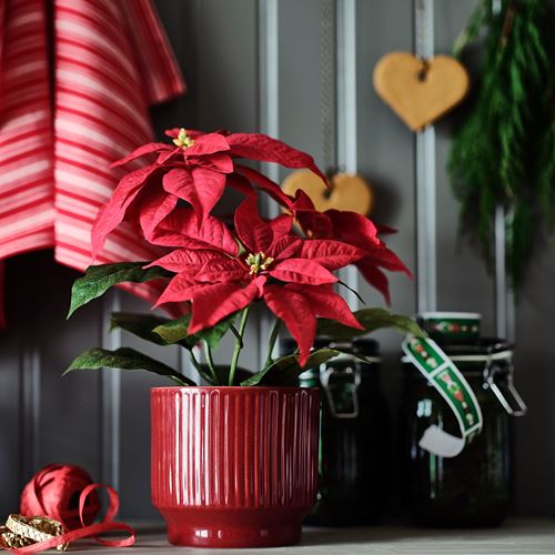 IKEA - VINTERFINT, stoneware plant pot, red, 12 cm