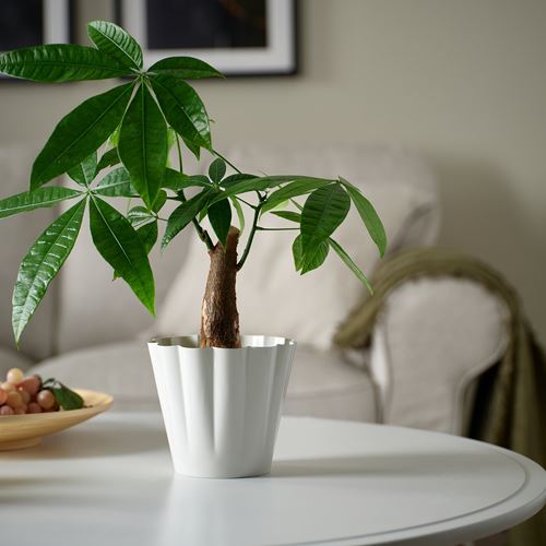 IKEA - KVASTSPIREA, çelik saksı, kırık beyaz, 12 cm
