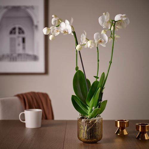 IKEA - GRADVIS, cam saksı, açık kahverengi, 9 cm