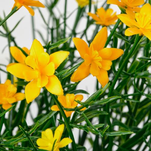 IKEA - FEJKA, yapay bitki, yeşil, 9 cm