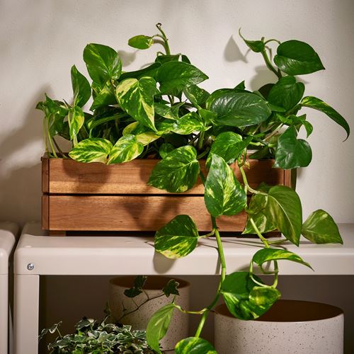 IKEA - STJARNANIS, plant stand, acacia, 43x15 cm