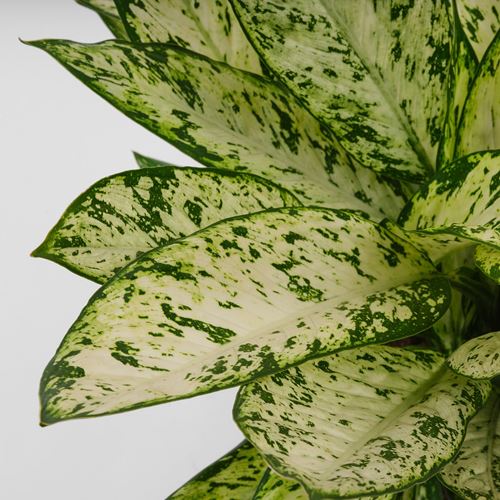 IKEA - DIFFENBACHIA, canlı bitki, yeşil, 17 cm