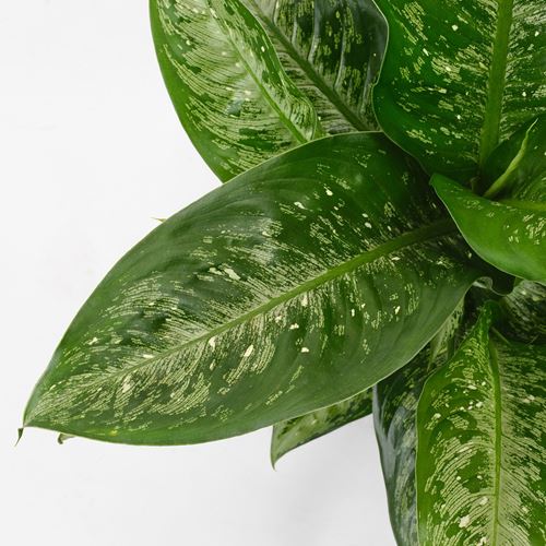 IKEA - DIFFENBACHIA, canlı bitki, yeşil, 17 cm