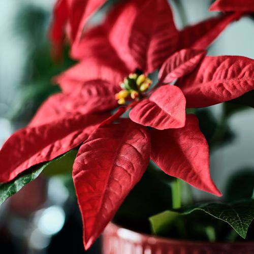 IKEA - VINTERFINT, artificial plant, red, 12 cm