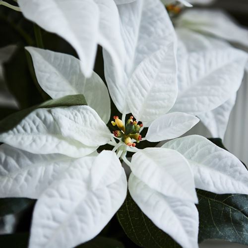 IKEA - VINTERFINT, artificial plant, white, 12 cm