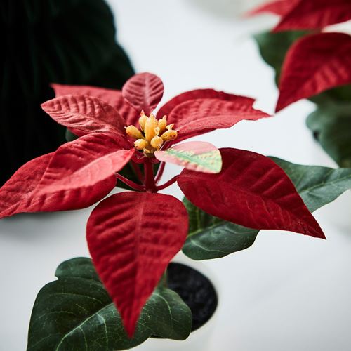 IKEA - VINTERFINT, artificial plant, red, 6 cm