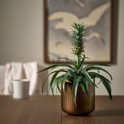 IKEA - GRADVIS, cam saksı, açık kahverengi, 12 cm